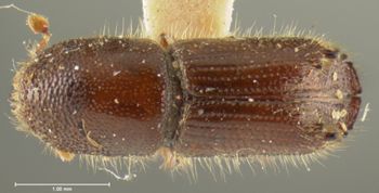 Media type: image;   Entomology 1017 Aspect: habitus dorsal view